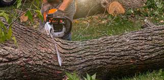 Best Tree Health Inspection  in New Market, TN