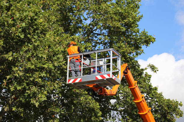 Best Tree Preservation Services  in New Market, TN