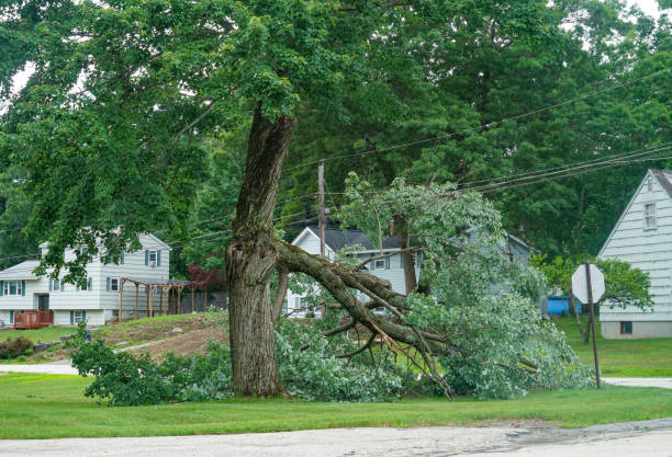 Best Tree Risk Assessment  in New Market, TN